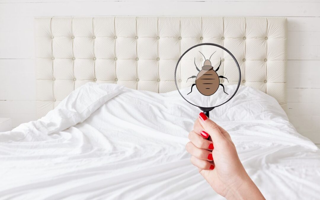 Sorting out the Responsibility: A Guide to Bed Bug Removal for Landlords and Tenants