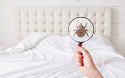 Sorting out the Responsibility: A Guide to Bed Bug Removal for Landlords and Tenants
