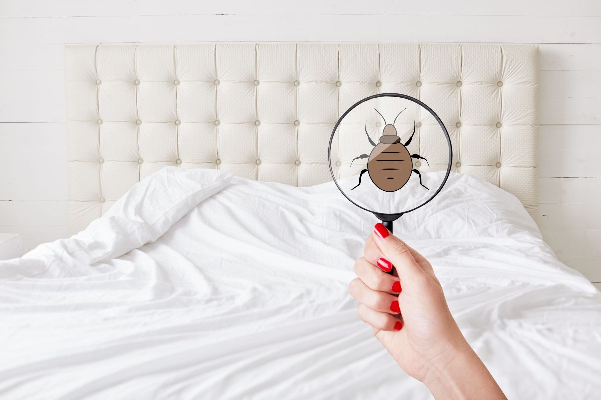 Bed Bugs Blog